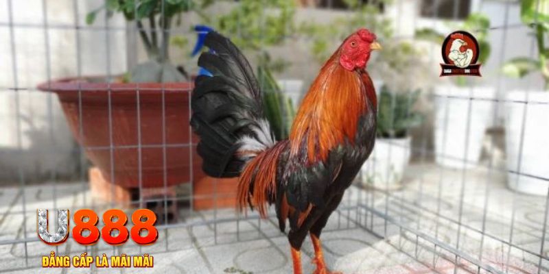 vn123 club casino máy tính